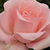 Rose - Rosiers hybrides de thé - Katrin